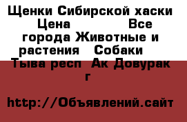 Щенки Сибирской хаски › Цена ­ 18 000 - Все города Животные и растения » Собаки   . Тыва респ.,Ак-Довурак г.